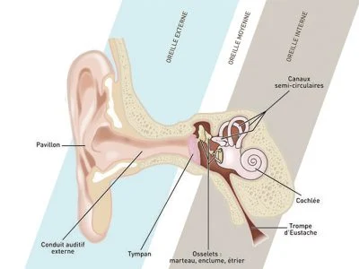 schéma oreille